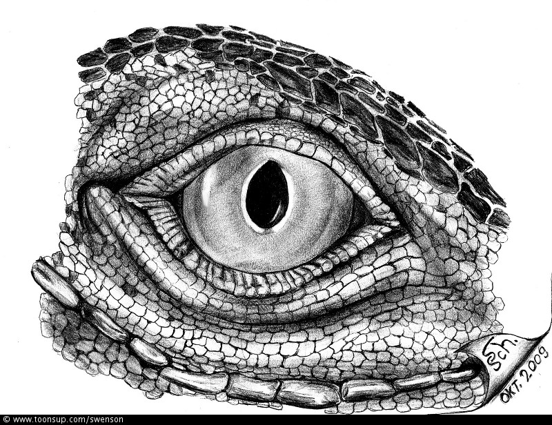 Illustration: Eye of Iguana 1