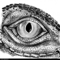 Eye of Iguana