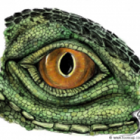 Eye of Iguana (Farbversionen)