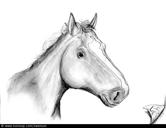 Illustration: Equus ferus caballus 1