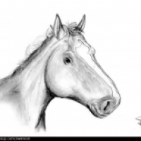 Equus ferus caballus