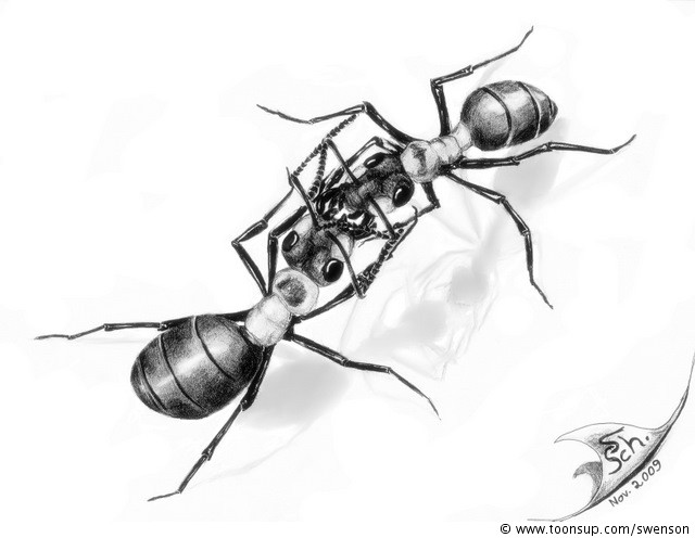 Illustration: Formica rufa 1