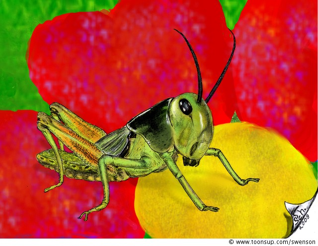 Illustration: Locusta migratoria 	(2.Chance) 1