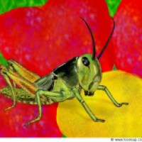 Locusta migratoria 	(2.Chance)