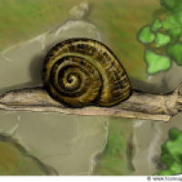 Weinbergschnecke (2.Chance)