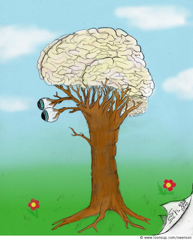 Illustration: Medulla oblongata 1