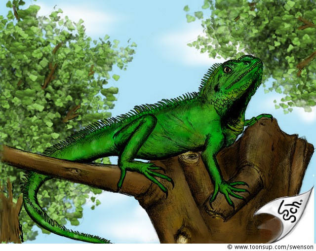 Illustration: Physignathus cocincinus (Farbversion) 1