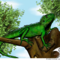 Physignathus cocincinus (Farbversion)