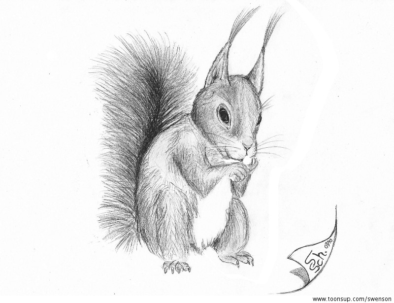 Illustration: Eichhörnchen (Sciurus vulgaris) Basisversionen 1