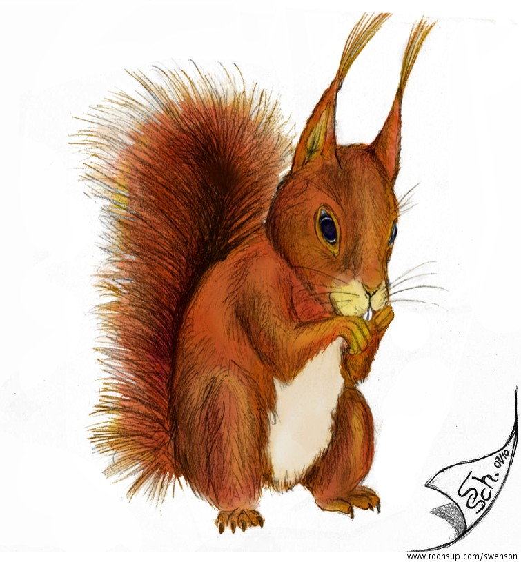 Illustration: Eichhörnchen (Sciurus vulgaris) Basisversionen 2