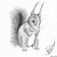 Eichhörnchen (Sciurus vulgaris) Basisversionen