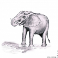 Loxodonta africana 2