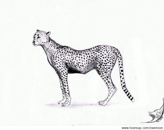 Illustration: Acinonyx jubatus 1