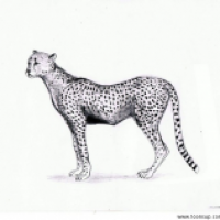 Acinonyx jubatus