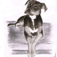 Hund 2 (leicht überarbeitete Version)