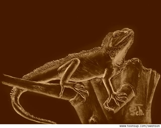 Illustration: Wasseragame (neue Farbversionen) 1