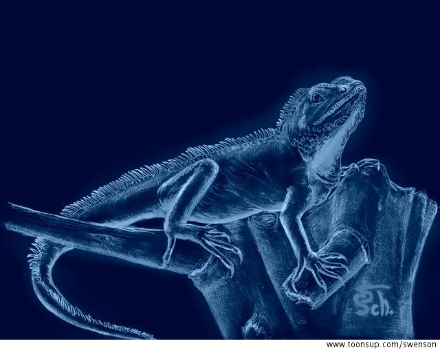 Illustration: Wasseragame (neue Farbversionen) 2