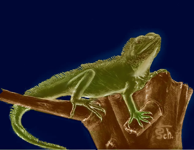 Illustration: Wasseragame (neue Farbversionen) 3