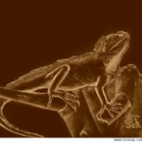 Wasseragame (neue Farbversionen)