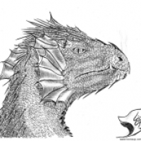 Drache 2011