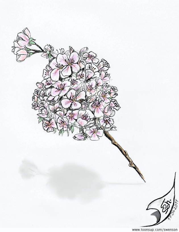 Illustration: Kirschblüten 1