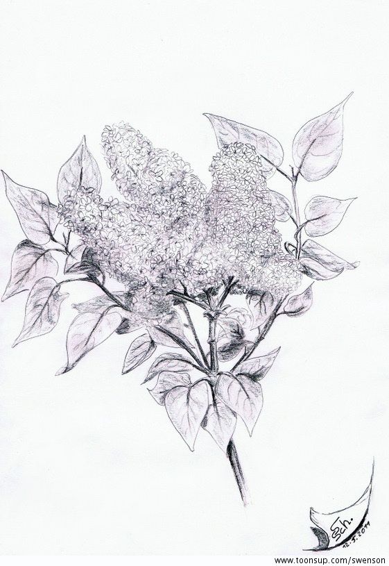 Illustration: Flieder 1