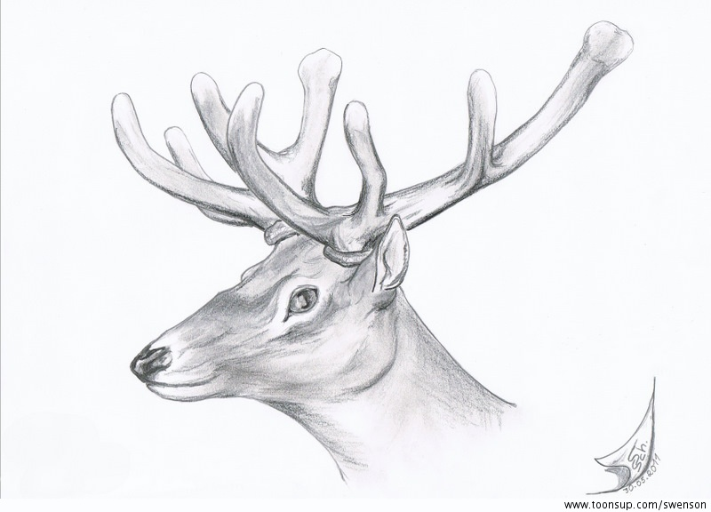 Illustration: Cervidae 1
