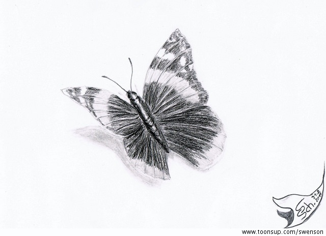 Illustration: Vanessa atalanta 1