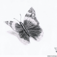 Vanessa atalanta