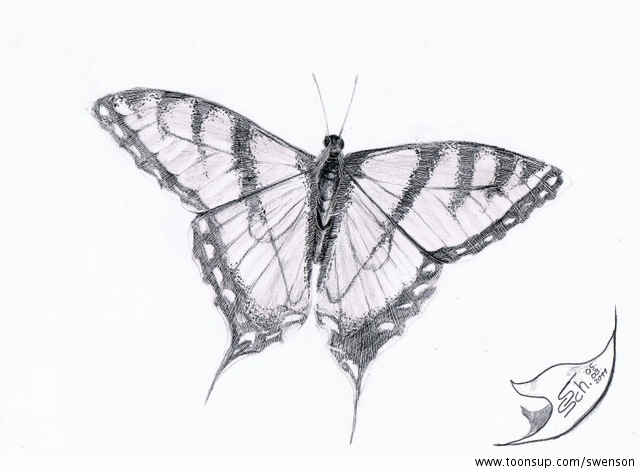 Illustration: Papilio machaon 1