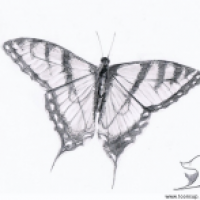 Papilio machaon