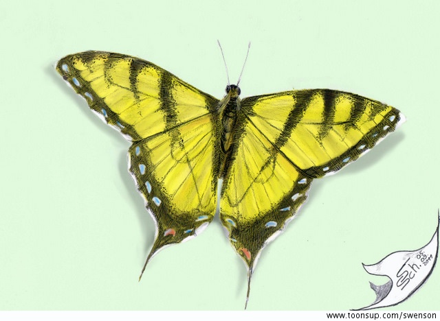 Illustration: Papilio machaon 2 1