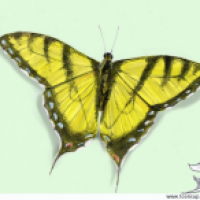 Papilio machaon 2