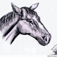 Pferd 2012