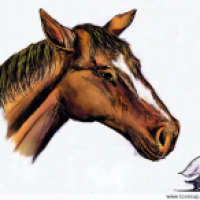 Pferd 2012 (in Techni-Color)