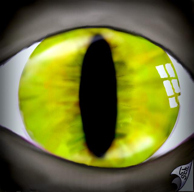 Illustration: CATeye 1