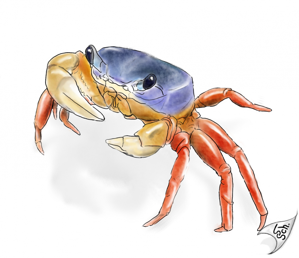 Illustration: Cardisoma armatum 1