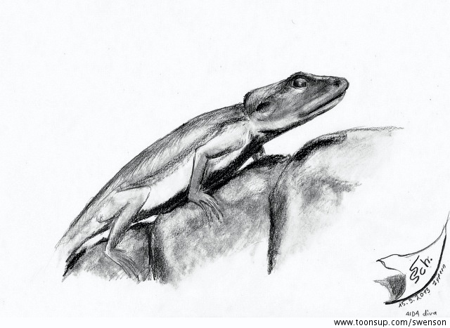 Illustration: Mauerechse in Zypern 1