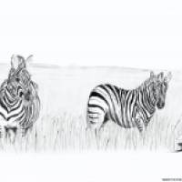 Equus quagga