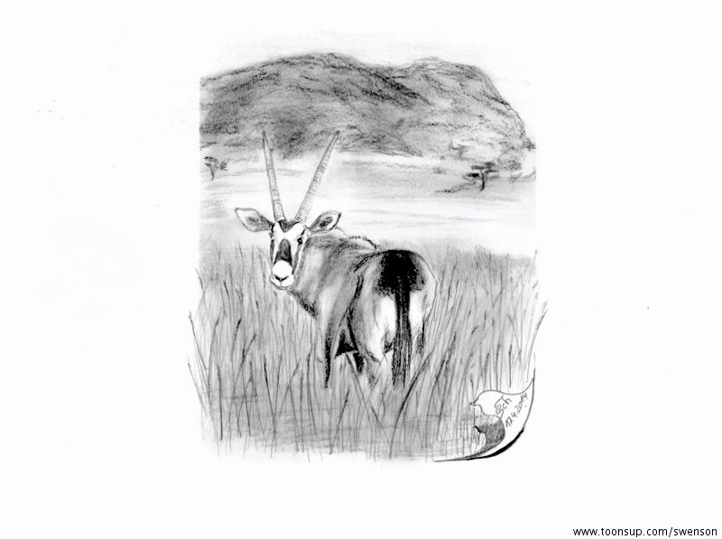 Illustration: Oryxantilope 1