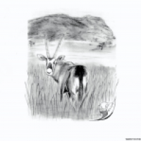 Oryxantilope