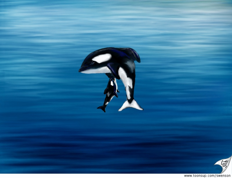 Illustration: Orcinus orca 1