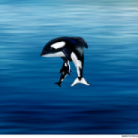 Orcinus orca