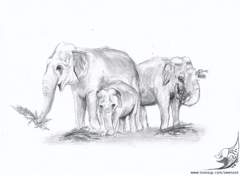 Illustration: Elephas maximus indicus 1