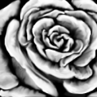 White Rose
