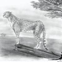 Acinonyx jubatus
