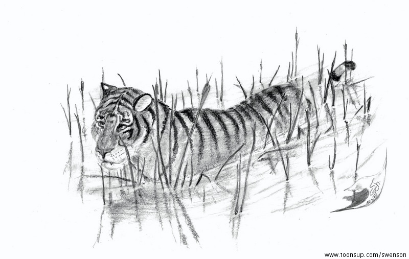 Illustration: Panthera tigris 1
