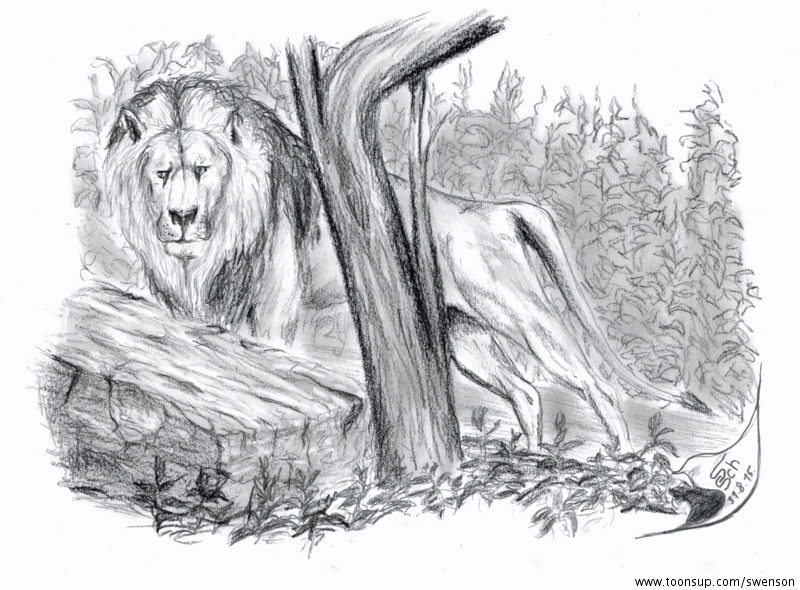 Illustration: Panthera leo persica 1