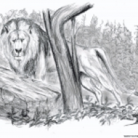 Panthera leo persica