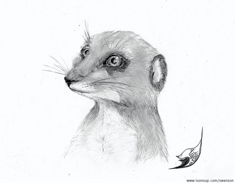 Illustration: Surikate 1